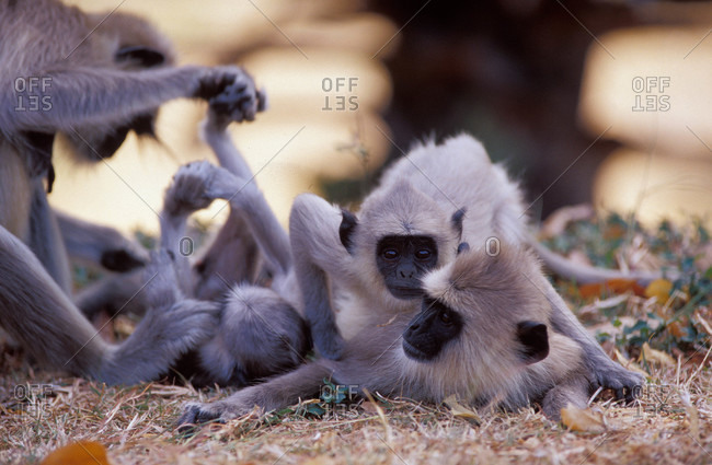 A family troop of Purple Faced Langur play wrestle and social groom