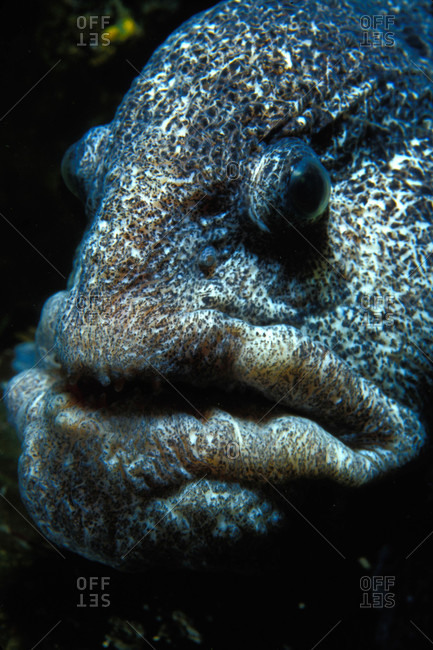 Close up of a wolf eel