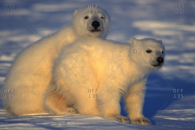Young polar bear cubs on ice