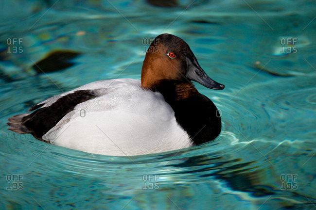 A Canvasback duck bobs in the water