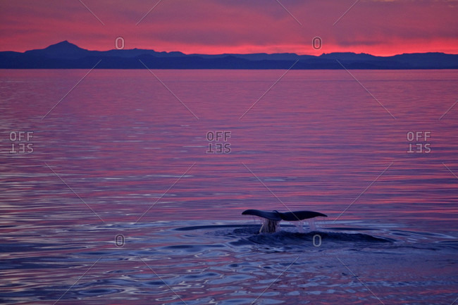 Sperm Whale flukes at twilight, Gulf of California, Mexico