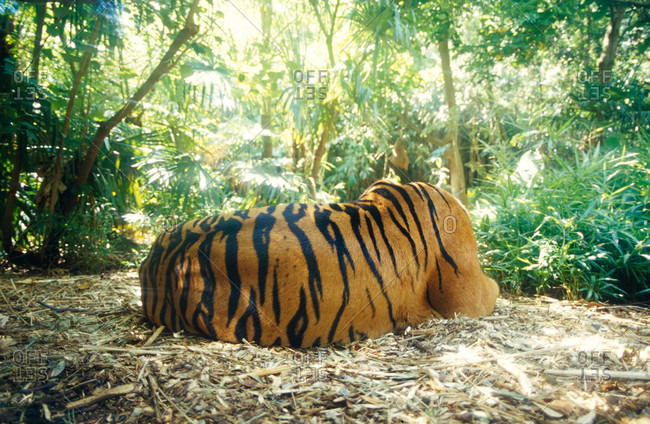 The back and powerful shoulders of an endangered Sumatran Tiger