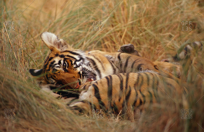 Two Bengal Tiger cubs play wrestle in dry grasses using powerful jaws