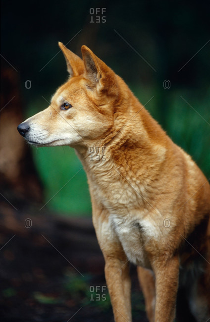 A Dingo with a healthy thick red, orange fur coat, watches alertly