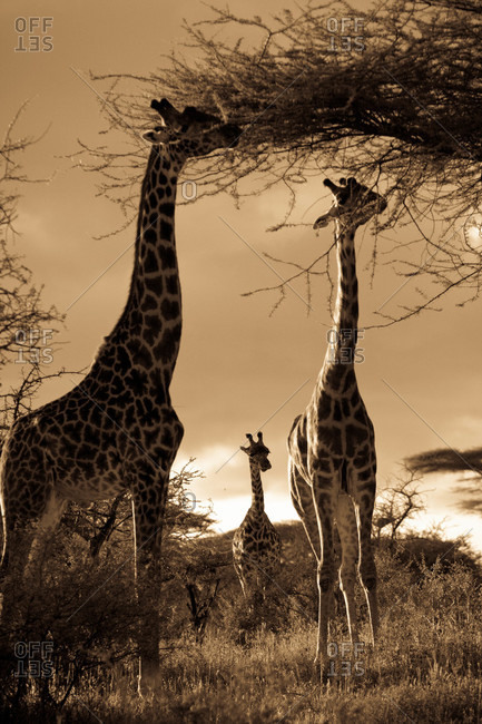 Giraffe stretch their necks to reach the branches of a tree