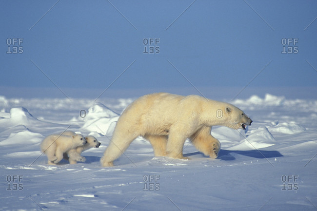 A mother polar bear leads her cubs over the snow