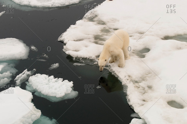 A polar bear stands near the edge of an ice floe