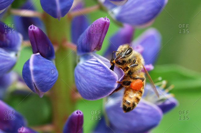 A bee visiting a lupine (Lupinus) flower in the springtime  The orange wad of pollen in the bee\'s pollen basket is from lupine flowers  The bee takes both pollen and nectar from the flowers and pollinates the plant in turn  Arlington, Massachusetts