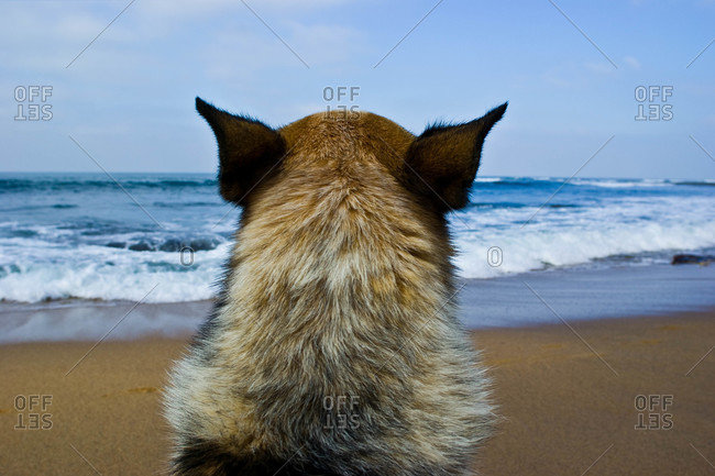 A loyal dog watches the waves for his surfing master to return