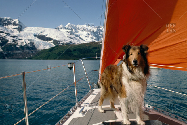 A collie stands on the bow of a sailboat near snowy mountains