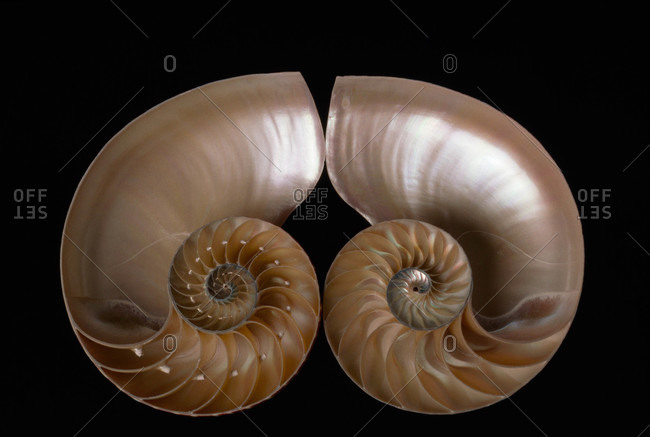 A nautilus shell cut in half to reveal compartments