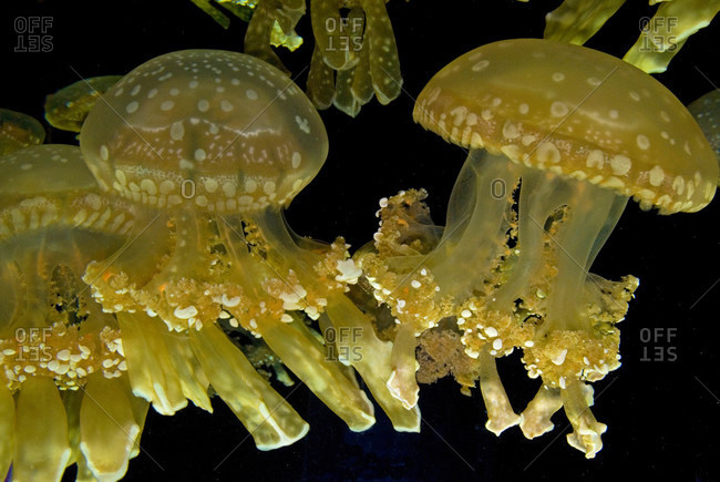 Mastigias papua jellyfish floating underwater; black background