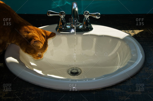 Orange tabby cat watching water flow into a bathroom sink