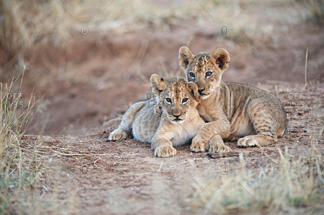 Two African lion cubs, arm in arm, as they play in Kenya