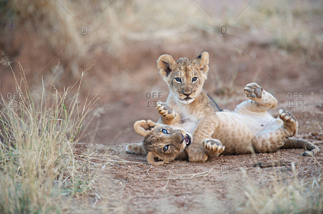 Two male lion cubs wrestle on the trail in Samburu, Kenya, East Africa