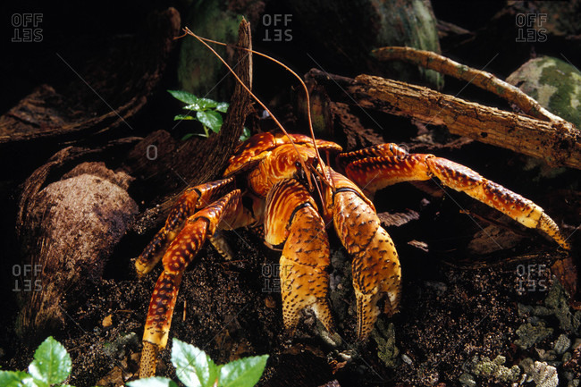 A coconut crab in the Phoenix Islands