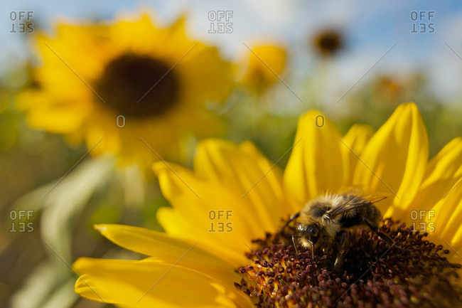 A Honey Bee visiting a sunflower