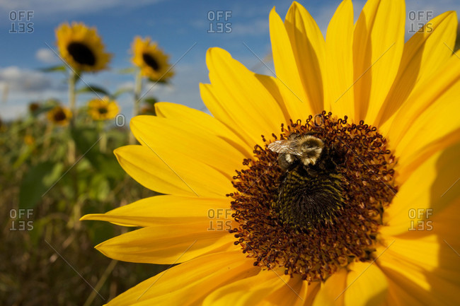 A Honey Bee visiting a sunflower