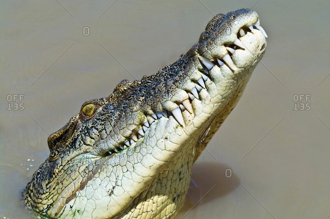The enormous jaws, teeth and menacing eye of a Saltwater Crocodile