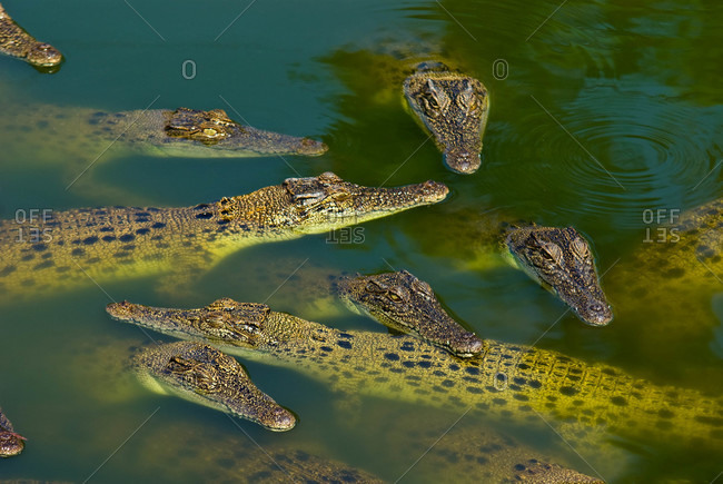 A float of Saltwater Crocodiles sun basking on the waters surface
