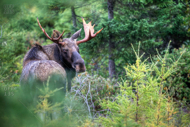 A startled young bull moose stares back