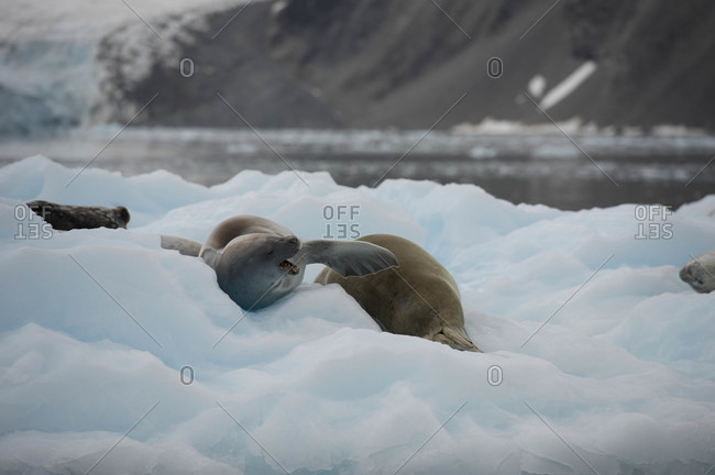 Crabeater seals (Lobodon carcinophagus) on ice floe