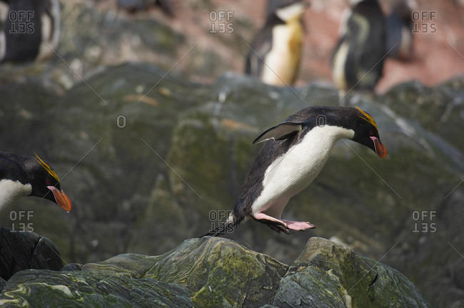 Macroni Penguin (Eudyptes chrysolophus) jumps on rock on Elephant Island