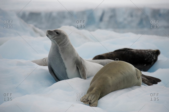Crabeater seals (Lobodon carcinophagus) on ice floe