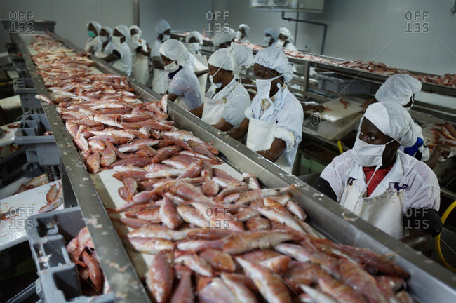 Women removing the scales from red mullet at a fish processing plant