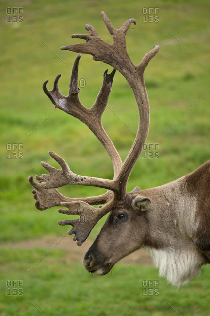 A caribou at the Large Animal Research Station in Fairbanks