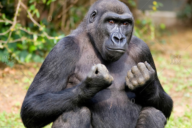 Western Lowland Gorilla shaking her fists looking at the camera