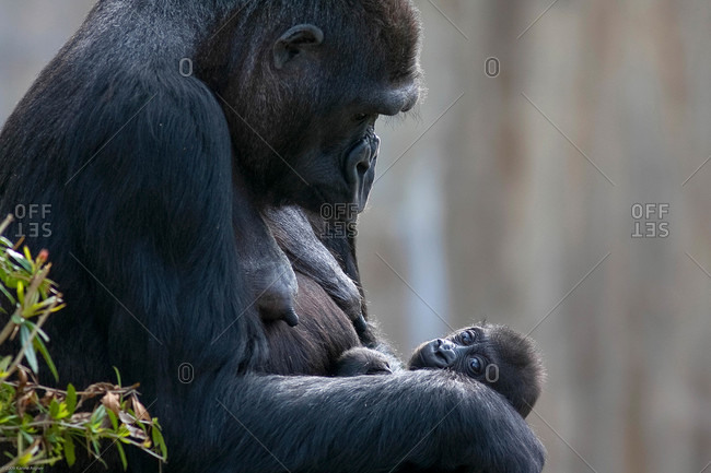 Gorilla mother looking down at her new born baby