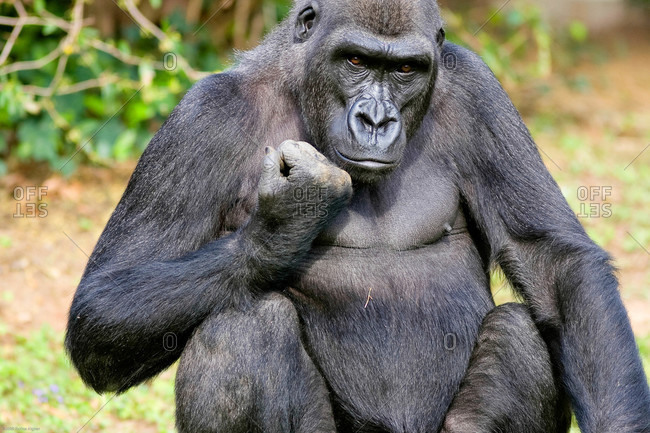 Western Lowland gorilla with fist looking at the camera