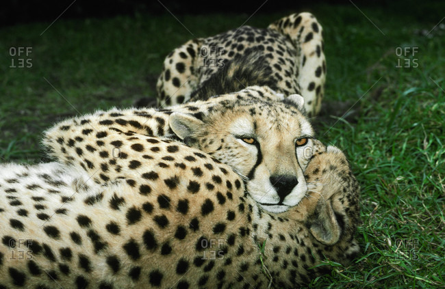 A pair of male Cheetah known as a coalition play wrestle in the grass