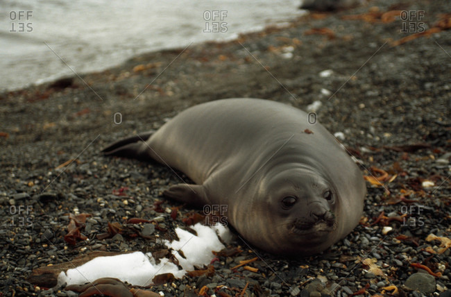 A Southern elephant seal basks on the shores of Gold Harbor