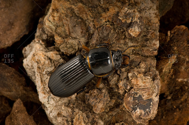Bess beetle, or patent leather beetle (Odontotaenius disjunctus)