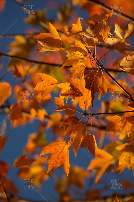 A maple tree (Acer saccharum) in its autumn color
