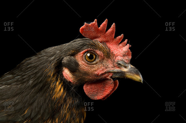 A production black hen chicken