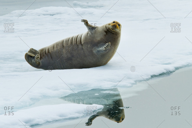 A bearded seal sits up on pack ice