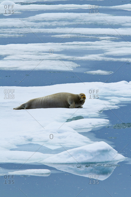 A bearded seal rests on pack ice on the Arctic Ocean