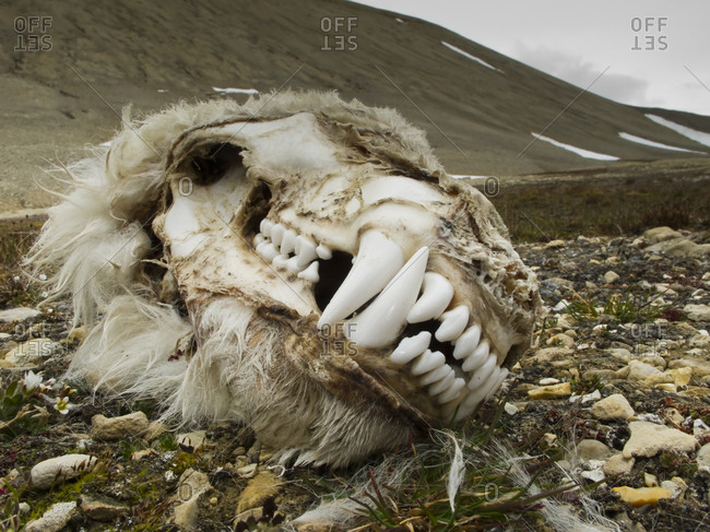 Mummified Polar Bear skull