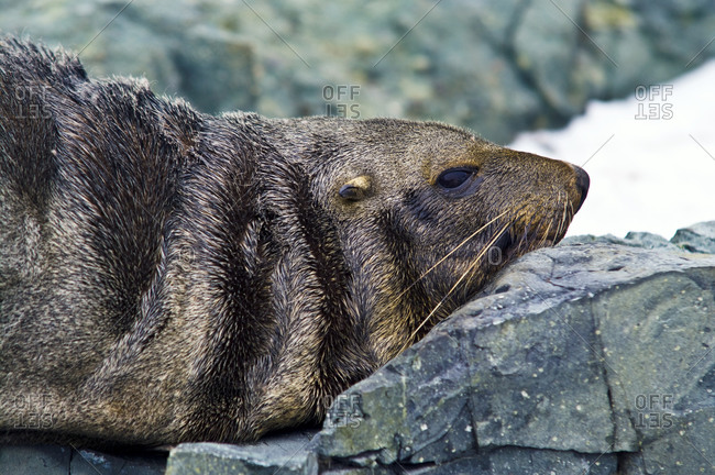 Fury folds of skin on an Antarctic Fur Seal resting on a rock slab