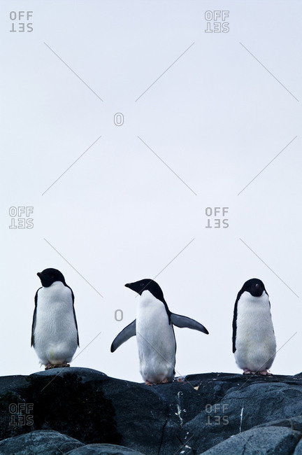 A trio of Adelie Penguin display their flippers on a rocky outcrop