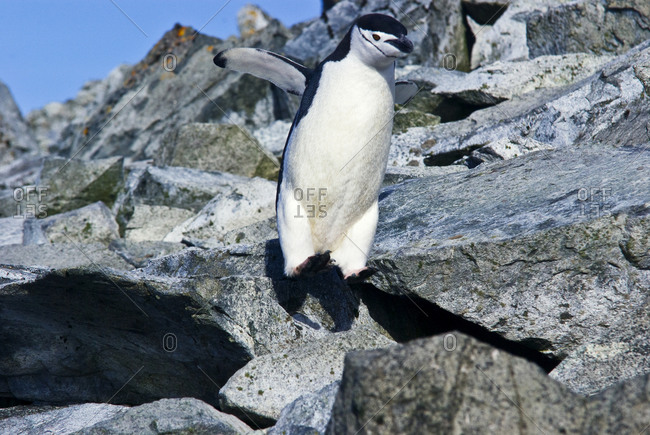 Adult Chinstrap Penguins jump and climb over boulders to feed chicks