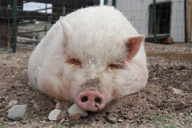 A rescued pigs at Kindness Ranch animal sanctuary