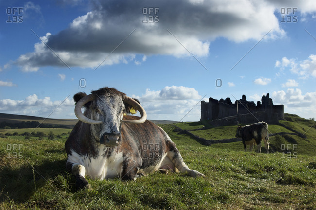 Cattle sit outside of ancient Carreg Cennan Castle