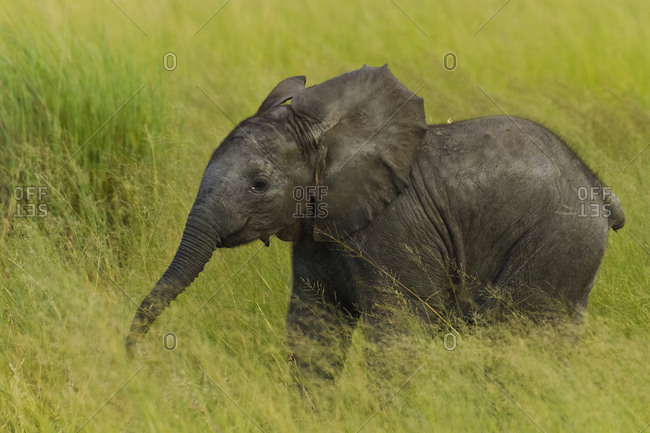 A baby elephant walking through bright green grass