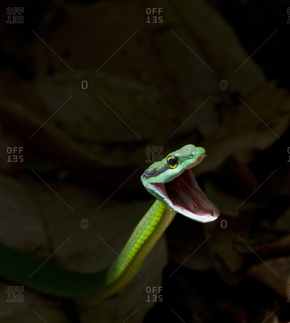 A green parrot snake, Leptophis ahaetulla, with its mouth open.