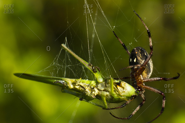 A Galapagos zig-zag spider eats an insect caught in its web.