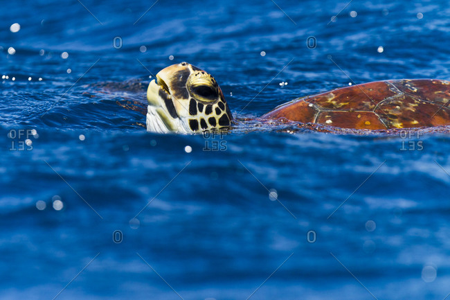 A green sea turtle swims with his head above bright blue water.